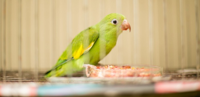 Aves feridas são encaminhadas ao Centro de Reabilitação de Animais Silvestres (Cras)
