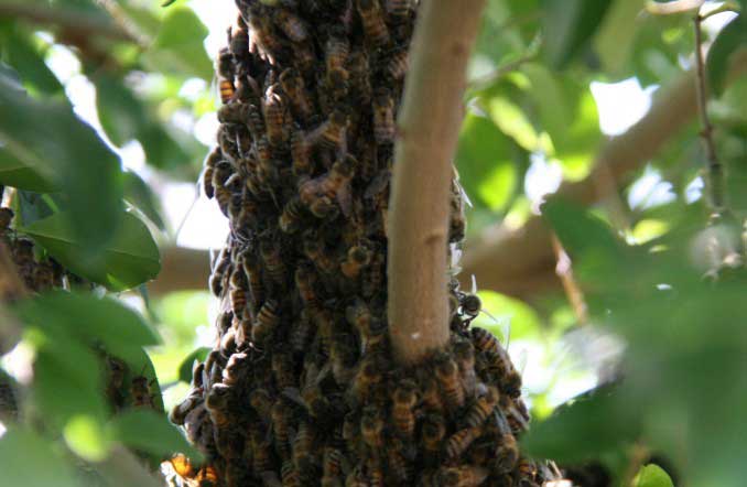 A Apis Mellífera é uma espécie resultado do cruzamento de abelhas trazidas da Europa e da África