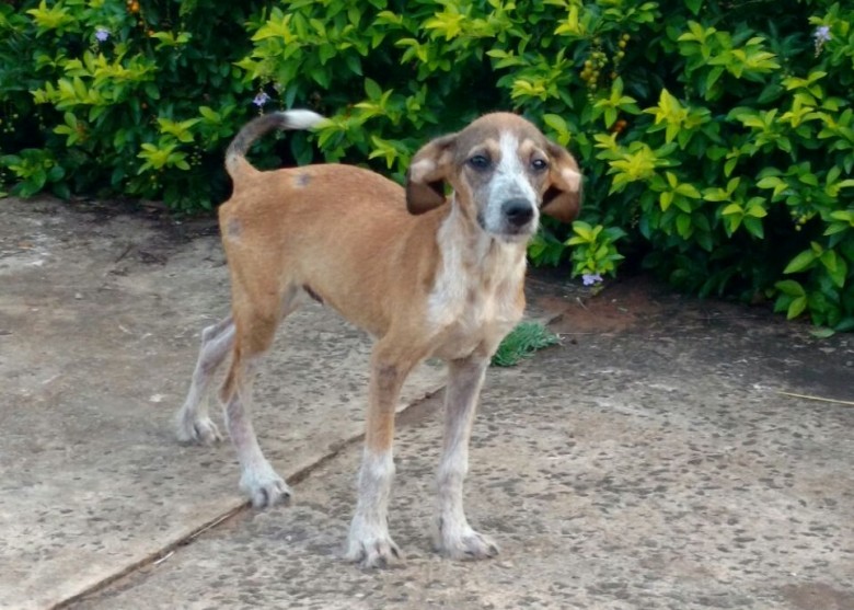 Em 2016, foram registradas 292 denúncias de abandono e maus tratos a animais