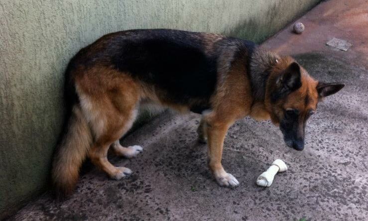 Dara é portadora de leishmaniose e faz tratamento há seis anos