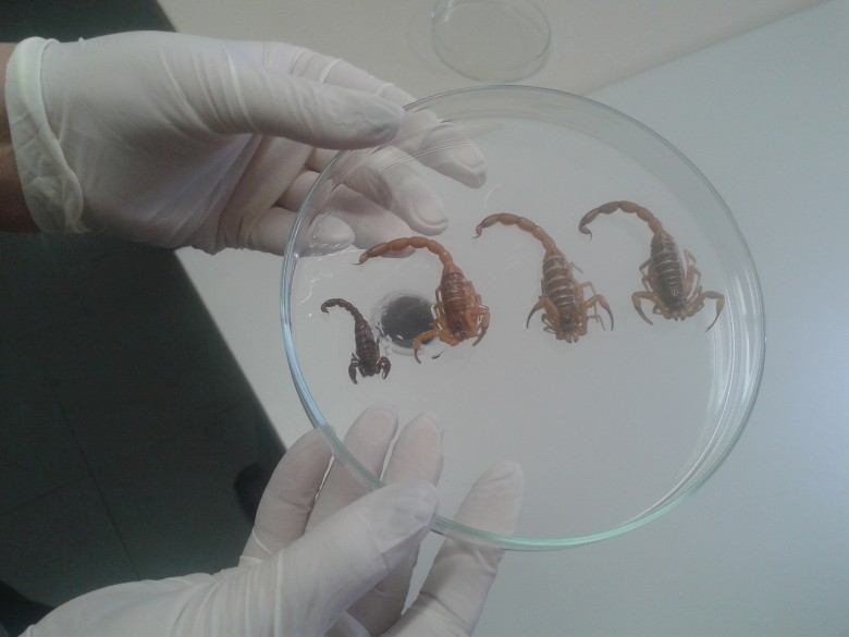 Escorpiões do gênero tityus no Centro Integrado de Vigilância Toxicológica (Civitox)