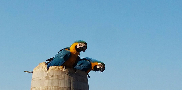 Casal de araras fez o ninho no oco da palmeira