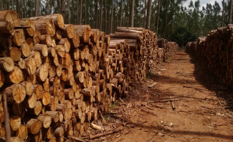 Florestas plantadas, como os eucaliptos, são opções de biomassas para a geração de energia