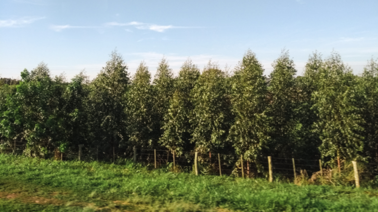 Mato Grosso do Sul possui cinco dos dez municípios com maiores áreas de florestas plantadas.