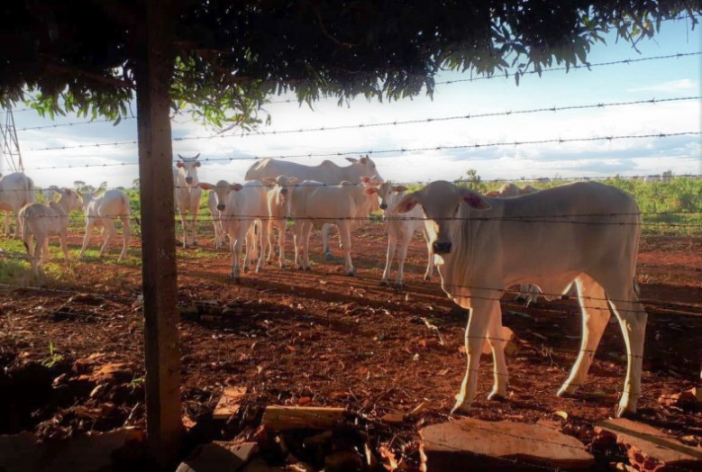 Na segunda etapa da campanha, os animais vacinados devem ter até 2 anos de idade.