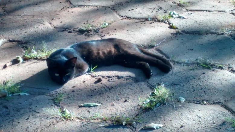 A castração de felinos permite o controle de crias e a prevenção de doenças nestes animais