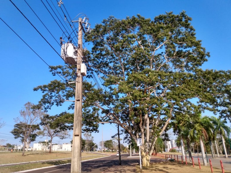 Contato de fiação com árvores é uma das principais causas de acidentes elétricos