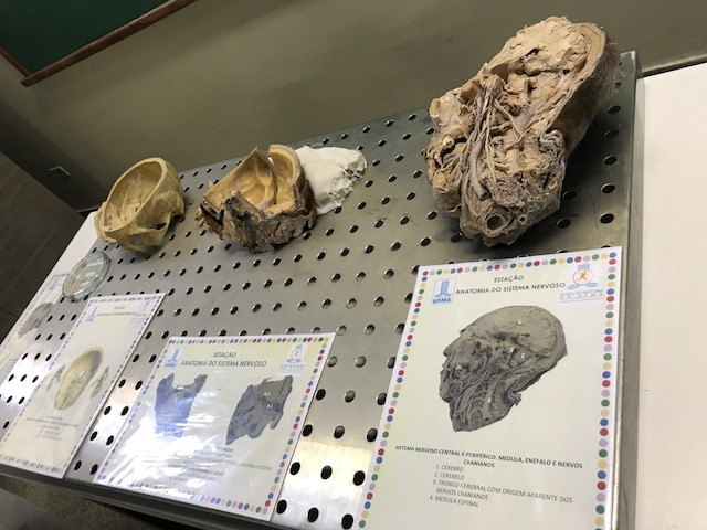 Corpos são reutilizados no Museu de Anatomia após dissecação em aulas do curso de Medicina