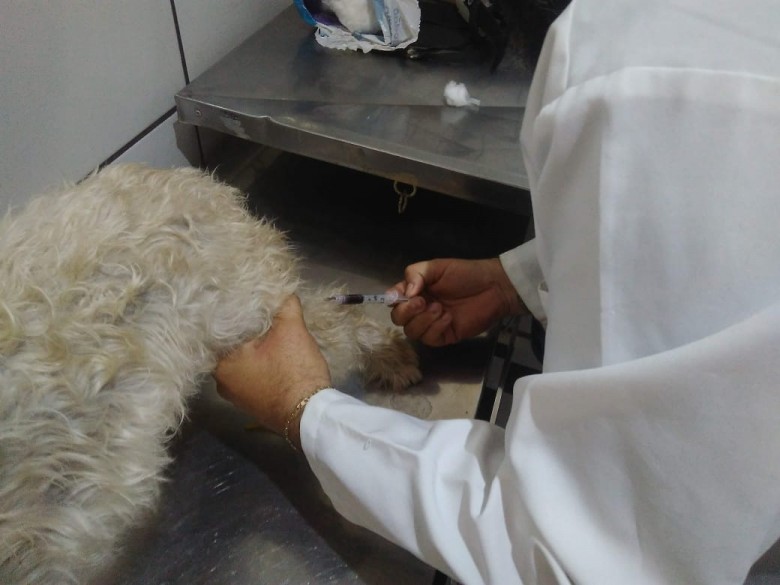 Tratamentos disponíveis para leishmaniose exigem acompanhamento contínuo com veterinário