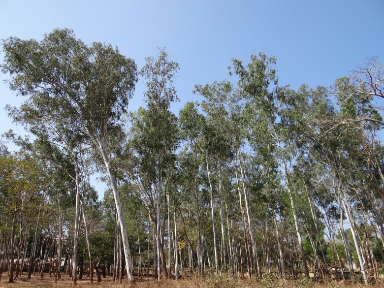 O eucalipto foi o principal responsável pelo crescimento das áreas plantadas em Mato Grosso do Sul