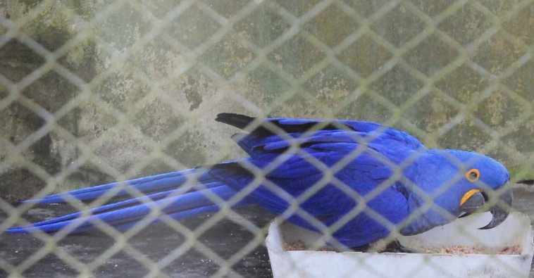 Arara azul em recuperação no CRAS (Foto: Gabriel Ibrahim)